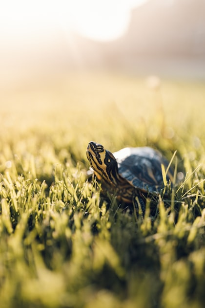 Applying for Residency at Tipping Turtle Farms