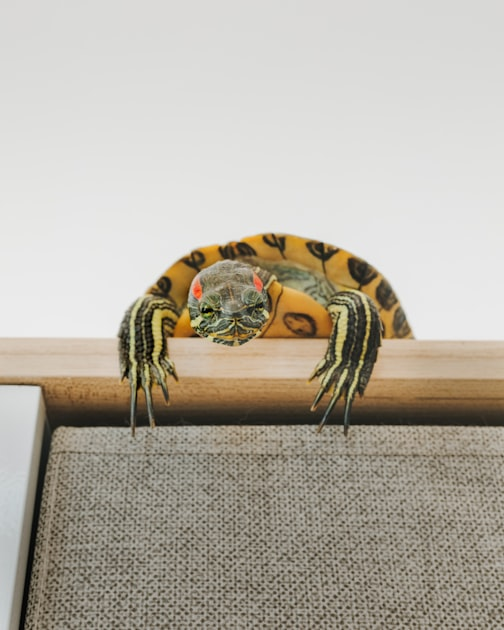 Remodeling for Recovery: Our Vision