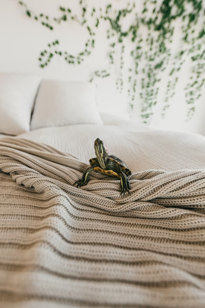 Understanding Sober Living